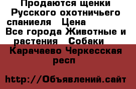 Продаются щенки Русского охотничьего спаниеля › Цена ­ 25 000 - Все города Животные и растения » Собаки   . Карачаево-Черкесская респ.